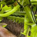 Claas Quadrant 2200